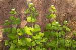 Jack by the Hedge or Garlic Mustard, Kelvin Walkway, Glasgow