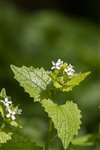 Jack by the Hedge or Garlic Mustard, Kelvin Walkway, Glasgow