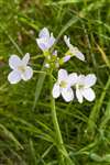 Lady's Smock or Cuckoo Flower, Glasgow