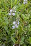 Heath Speedwell, Dumyat Hill