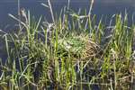 Moorhen nest, Maryhill, Glasgow