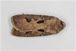 Heart and Dart moth, Kelvindale