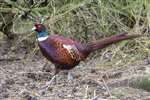 Male Pheasant, Lossiemouth