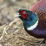 Male Pheasant, Lossiemouth