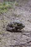 Common toads (Bufo bufo) mating