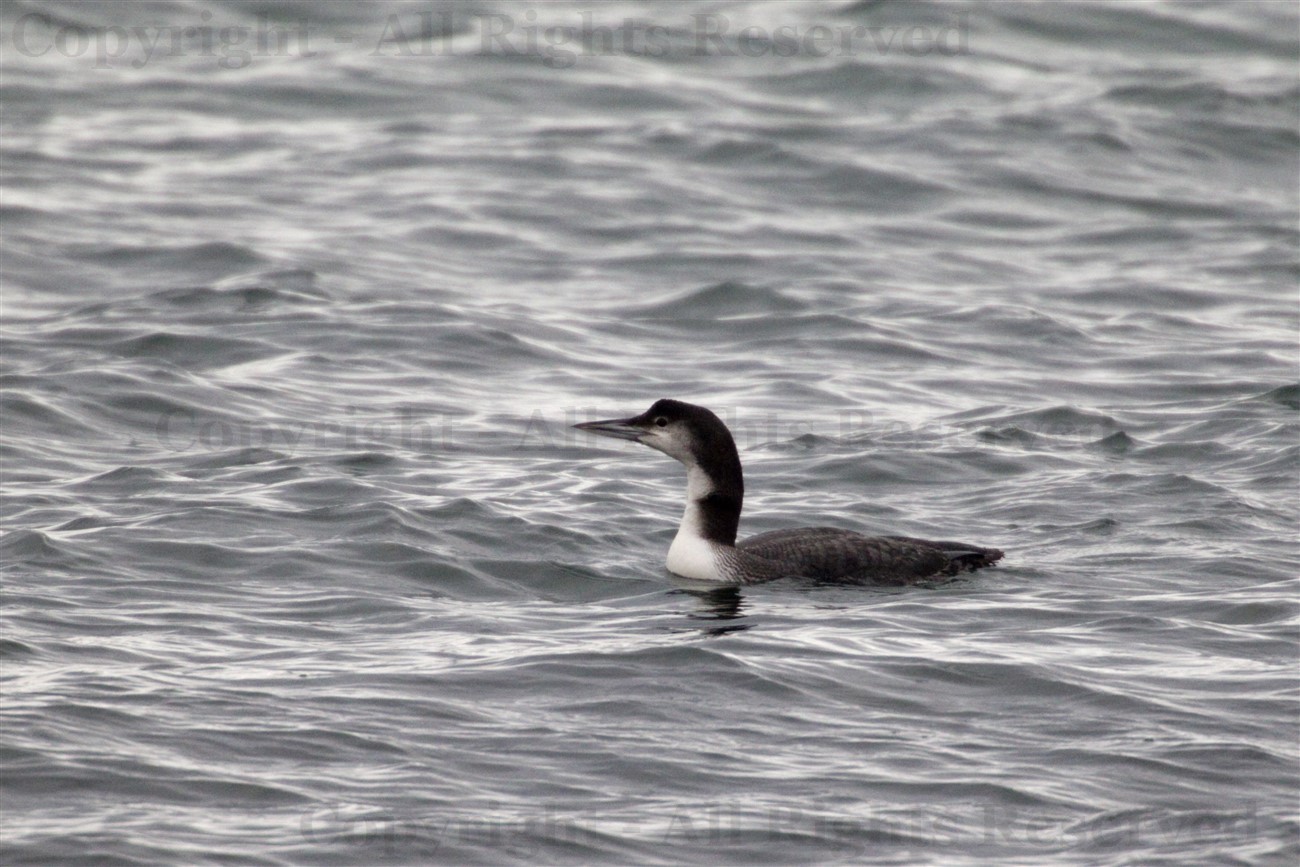 Great Northern Diver (Gavia immer) on a west Highland sea loch