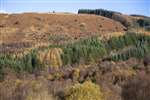 Bracken and mixed woodland, Tom Soilleir, Cashel