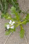 Sea Rocket, St Cyrus National Nature Reserve