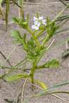 Sea Rocket, St Cyrus National Nature Reserve