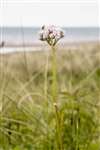 Valerian, St Cyrus National Nature Reserve