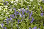 Bluebells and Wild Garlic, Castlemilk Park