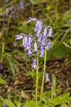 Common Bluebells, Castlemilk Park