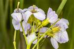 Orange Tip eggs on Lady's Smock or Cuckoo Flower, RSPB Loch Lomond