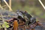 Common frog - Glasgow University Wildlife Garden pond