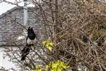 Magpie nest building, Kelvindale