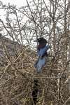 Magpie beside nest, Kelvindale