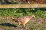 Female Pheasant, Loch Spynie