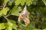 Hawthorn Leaf Blight Fungus at Hamiltonhill Claypits, Glasgow