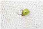 Hawthorn Shieldbug at the Howietown Heritage and Nature Sanctuary, Old Sauchie