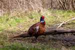 Male Pheasant, Warburg