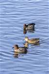 Teal pair and male at Kinneil, Firth of Forth