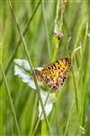 Small Pearl-bordered Fritillary, RSPB Loch Lomond
