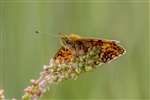 Small Pearl-bordered Fritillary, RSPB Loch Lomond