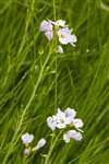 Lady's Smock or Cuckoo Flower, RSPB Loch Lomond