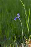 Bluebell, RSPB Loch Lomond