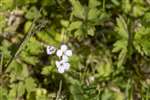 Lady's Smock, RSPB Loch Lomond