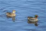 Eurasian Teal, Kinneil