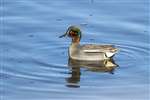 Eurasian Teal, Kinneil