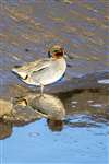 Eurasian Teal, Kinneil