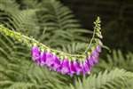 Common Foxglove, RSPB Loch Lomond