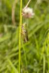 Common Green Grasshopper, RSPB Loch Lomond