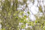 Whitethroat on Hawthorn, Baron's Haugh