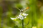 Male Orange Tip  butterfly on Garlic Mustard, Baron's Haugh