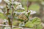 Speckled Yellow, Glasdrum