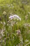 Common Valerian, Cochno