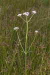 Common Valerian, Cochno