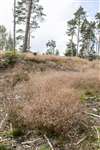 Wavy Hair Grass, Newtonmore