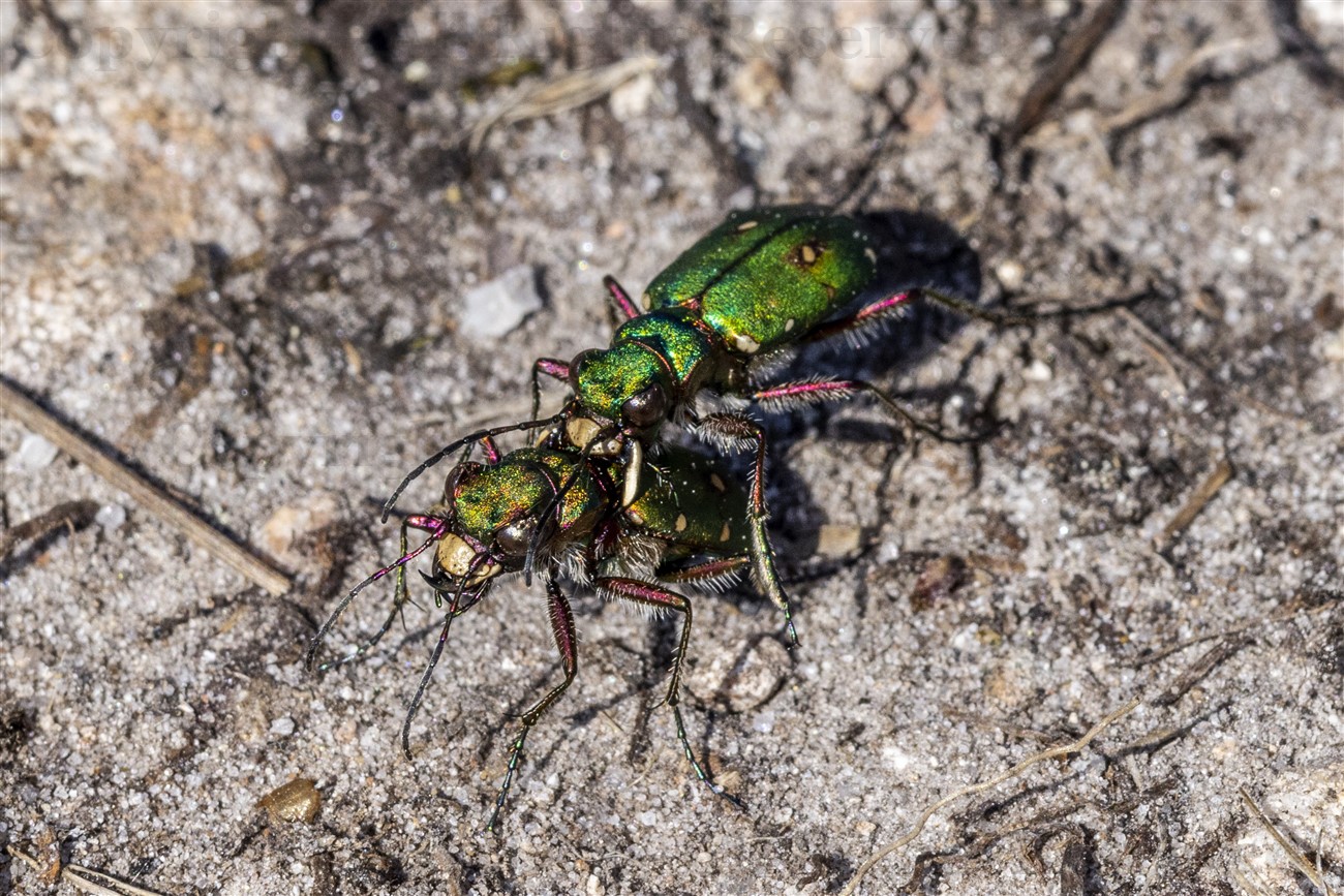 Green Tiger Beetles mating, Allt Mhuic, Loch Arkaig
