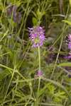 Betony or Common Hedgenettle, Inverness