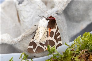 White Ermine moth & Garden Tiger moth, Dundreggan