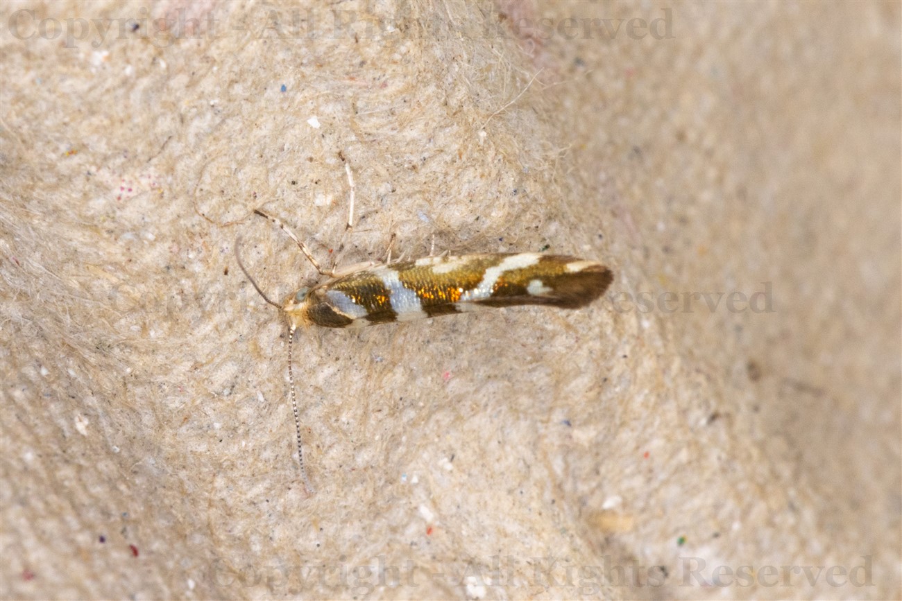 Bronze Alder Moth, Dundreggan