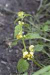 Yellow Archangel, Warburg, Oxfordshire.