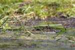 Grass snake, Warburg nature reserve, Oxfordshire