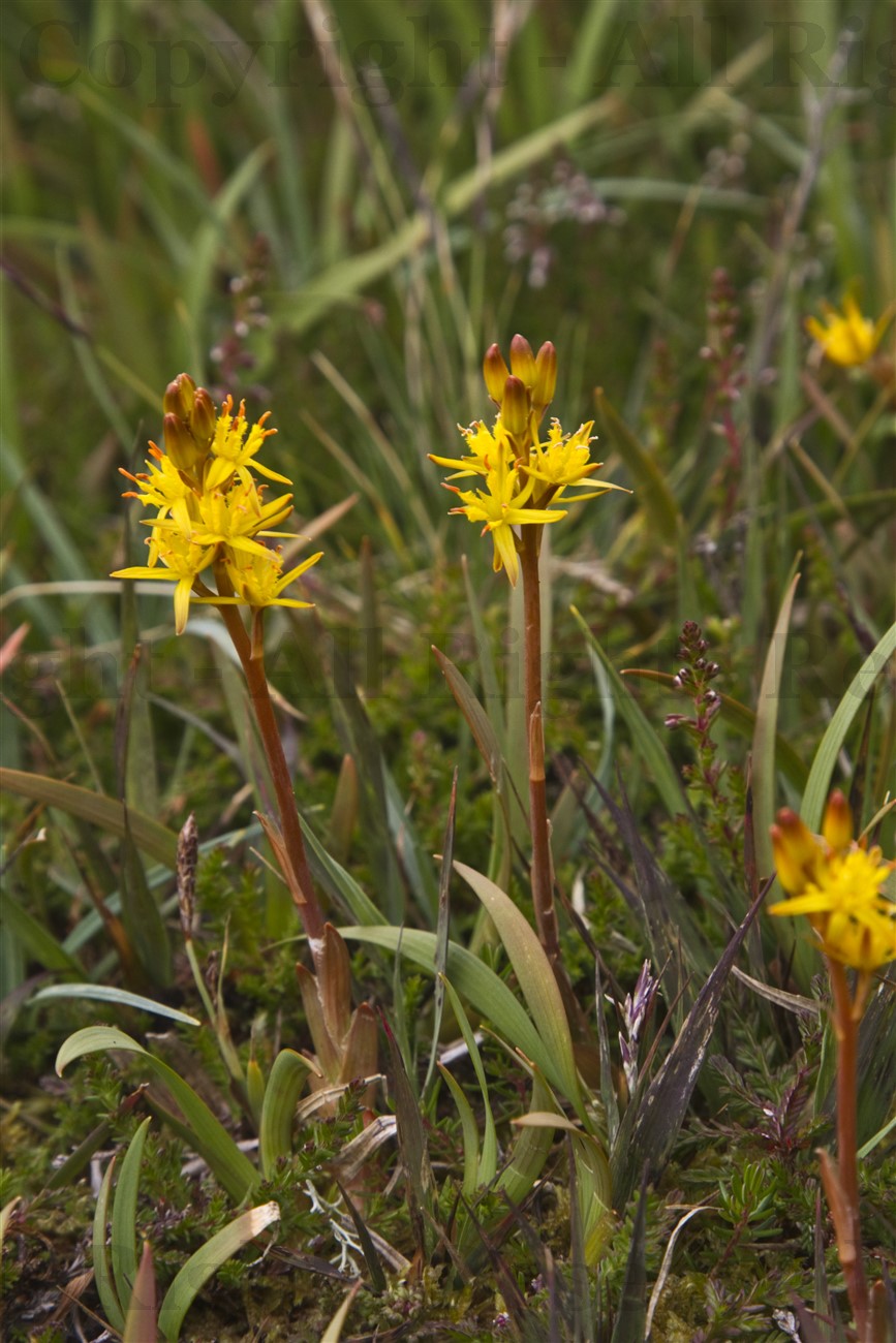 Bog Asphodel at Loch na Muilne, Arnol, Lewis