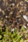 Wavy Hair Grass near Grantown-on-Spey