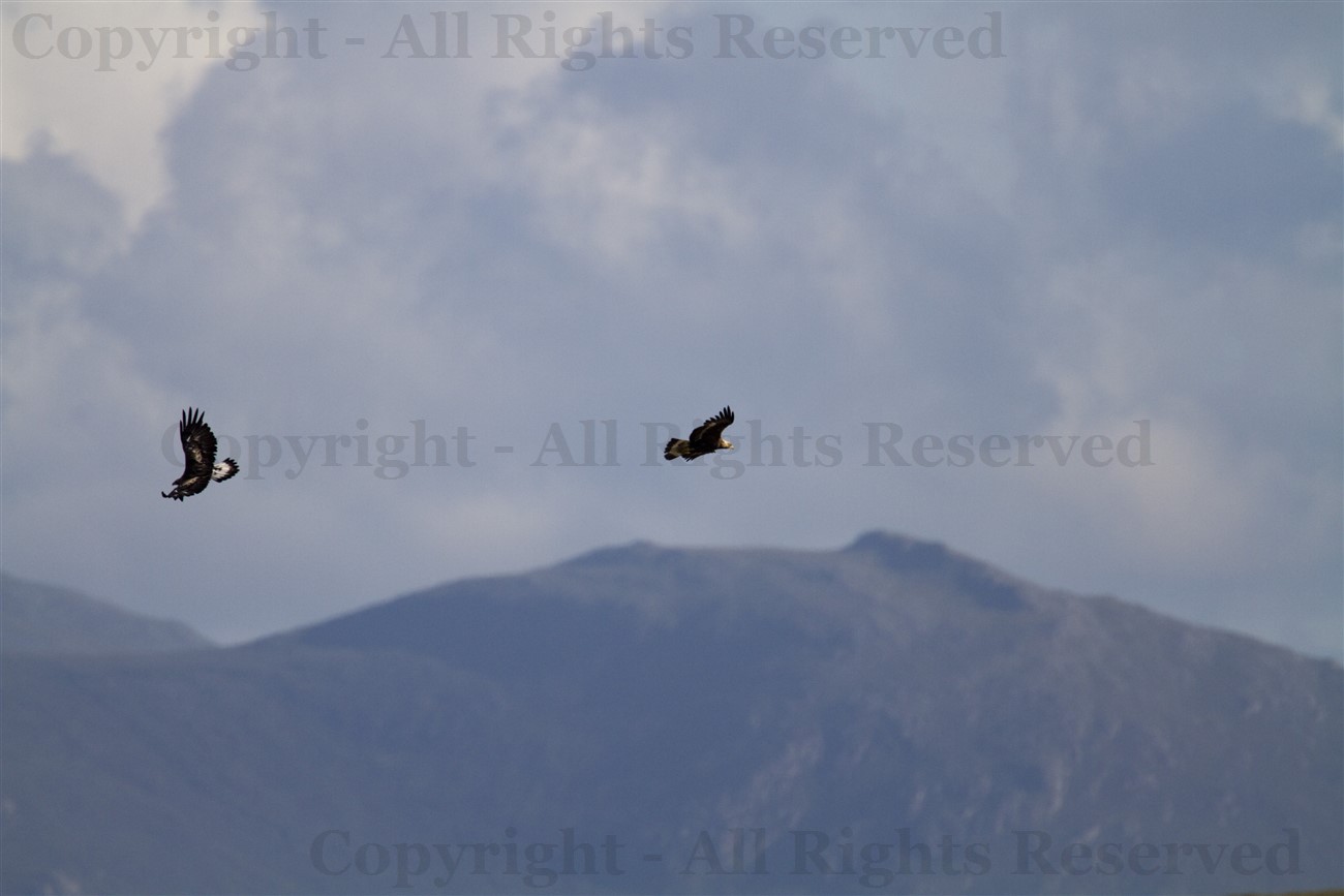 Golden Eagle pair flying against Lewis mountains